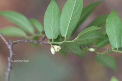 Diospyros cordifolia